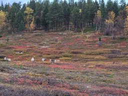 Skandinavien - Nordkapp - 2025