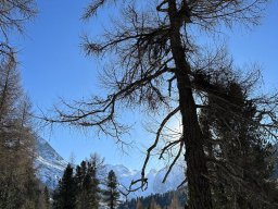 Pontresina - Camping Morteratsch